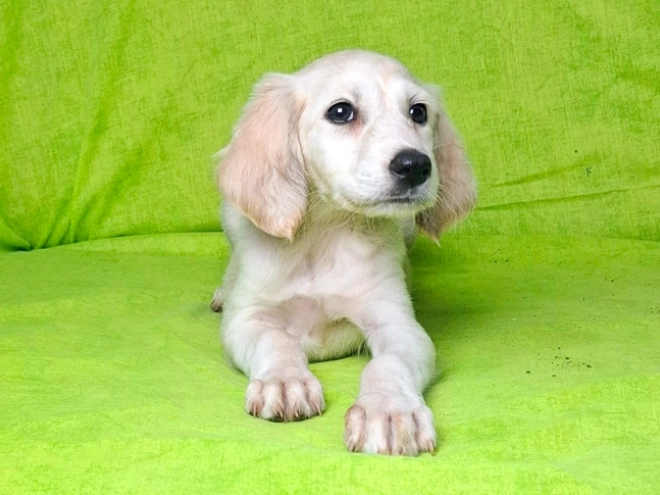 Perros Saluki en venta