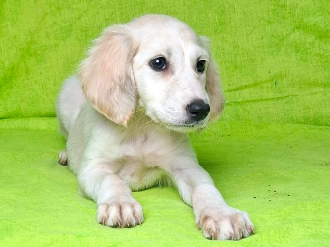 Perros Saluki en venta