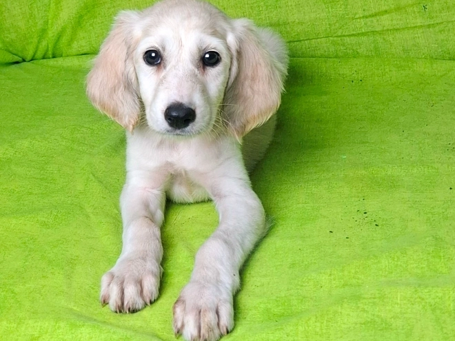 Perros Saluki en venta