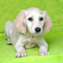 Cheryl, silver Saluki for sale