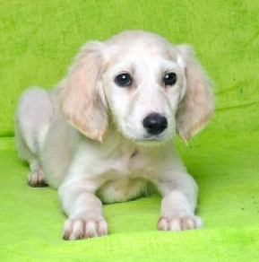 Perros Saluki en venta