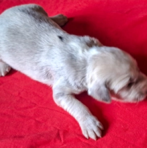 Saluki puppy for sale