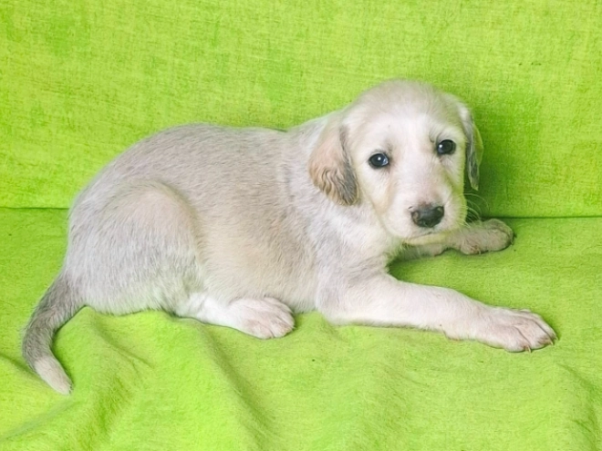 Perros Saluki en venta