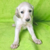 Cheryl, silver Saluki Welpen kaufen