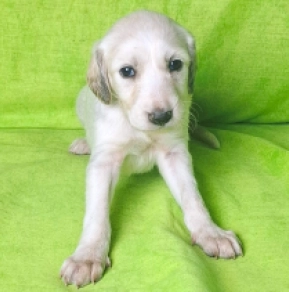 Saluki Welpe kaufen