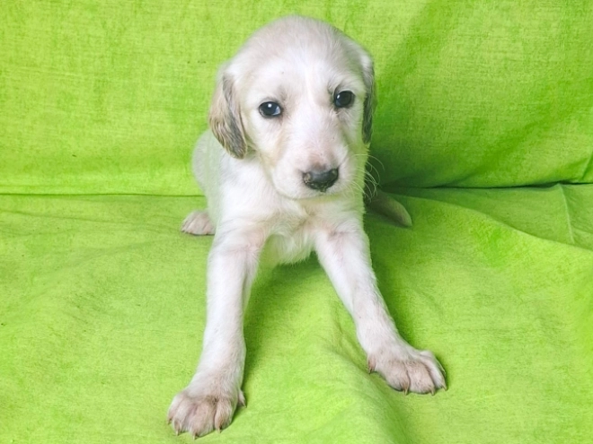Perros Saluki en venta