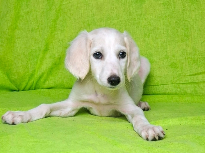 Saluki Welpe kaufen