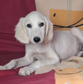 Saluki puppy for sale