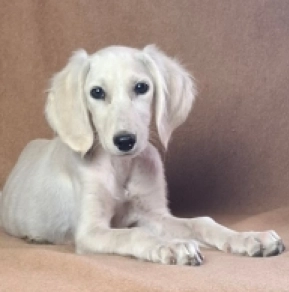 Rosie Saluki Puppy for sale EuroPuppy