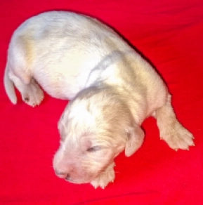 Saluki puppy for sale