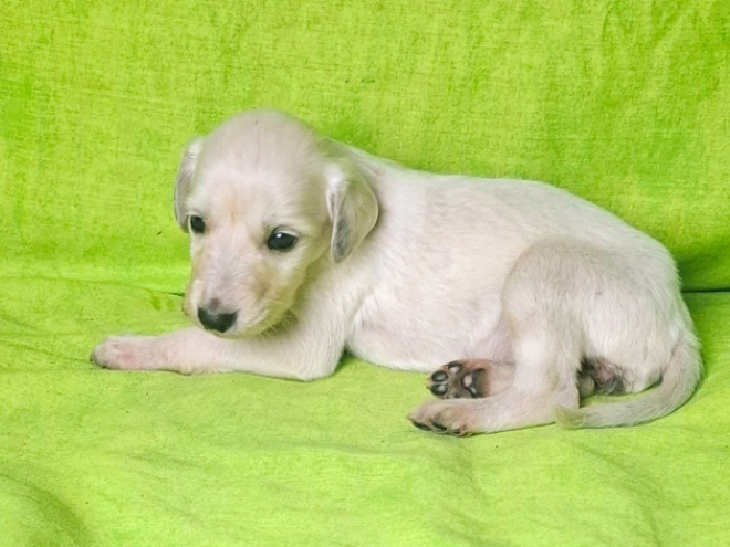 Saluki puppy for sale