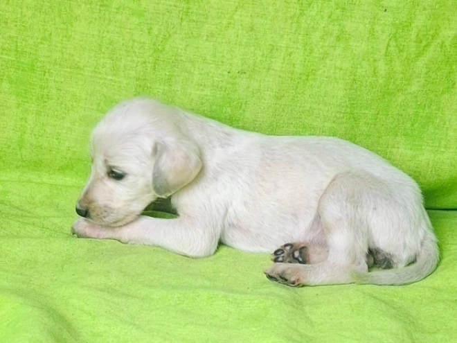 Saluki puppy for sale
