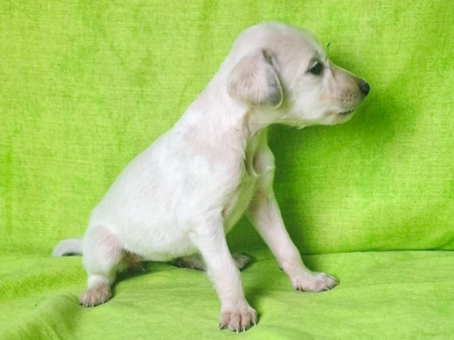 Saluki puppy for sale