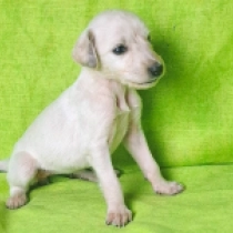 Rosie, cream Saluki Welpen kaufen