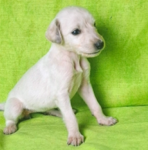 Perros Saluki en venta