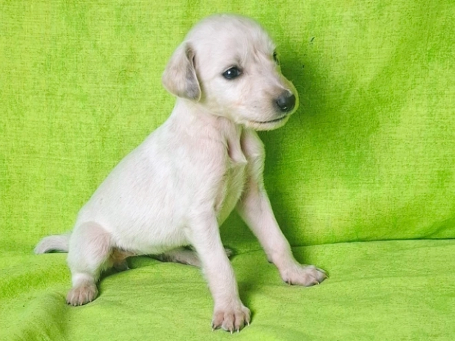 Saluki puppy for sale