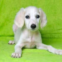 Rosie, cream Saluki for sale