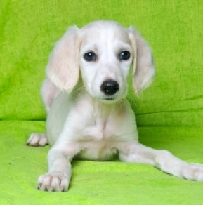 Perros Saluki en venta
