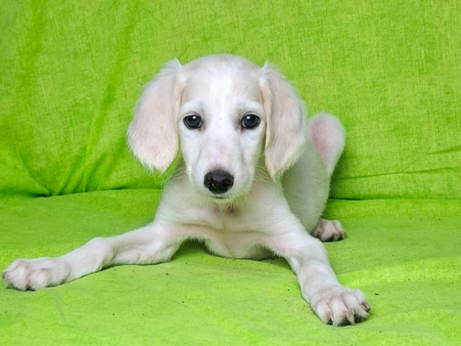 Saluki Welpe kaufen