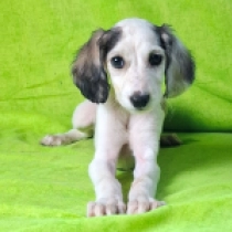 Bella, black particolor Saluki for sale