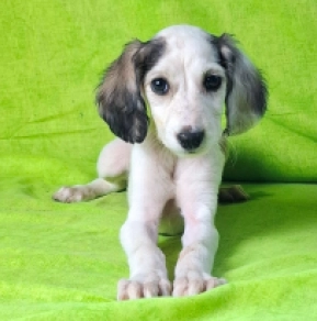 Perros Saluki en venta