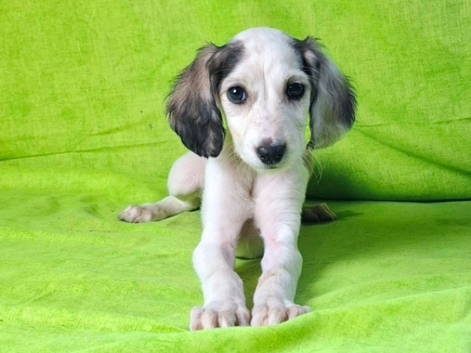 Perros Saluki en venta