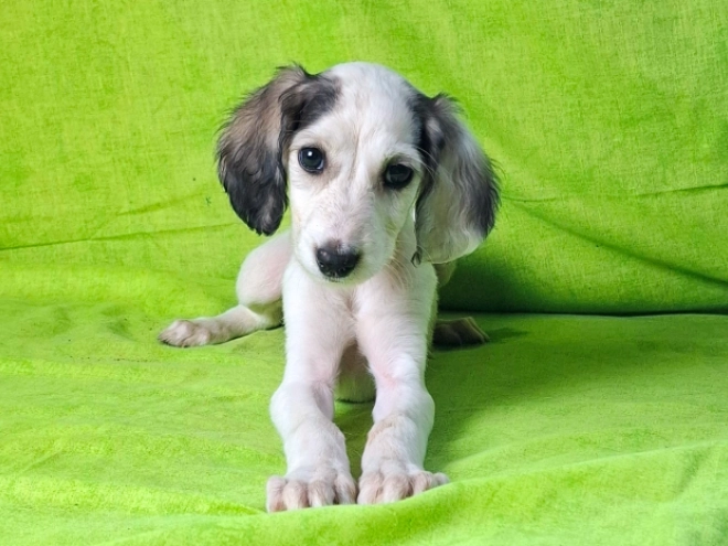 Perros Saluki en venta