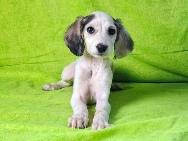 Perros Saluki en venta