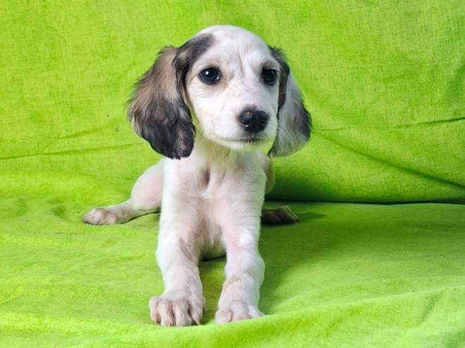 Perros Saluki en venta
