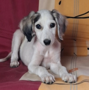 Saluki puppy for sale
