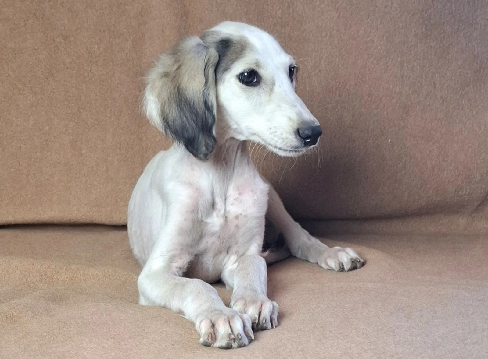Bella Saluki Puppy for sale EuroPuppy