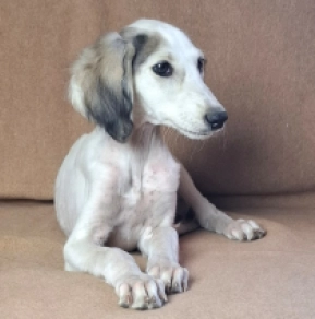 Bella Saluki Puppy for sale EuroPuppy