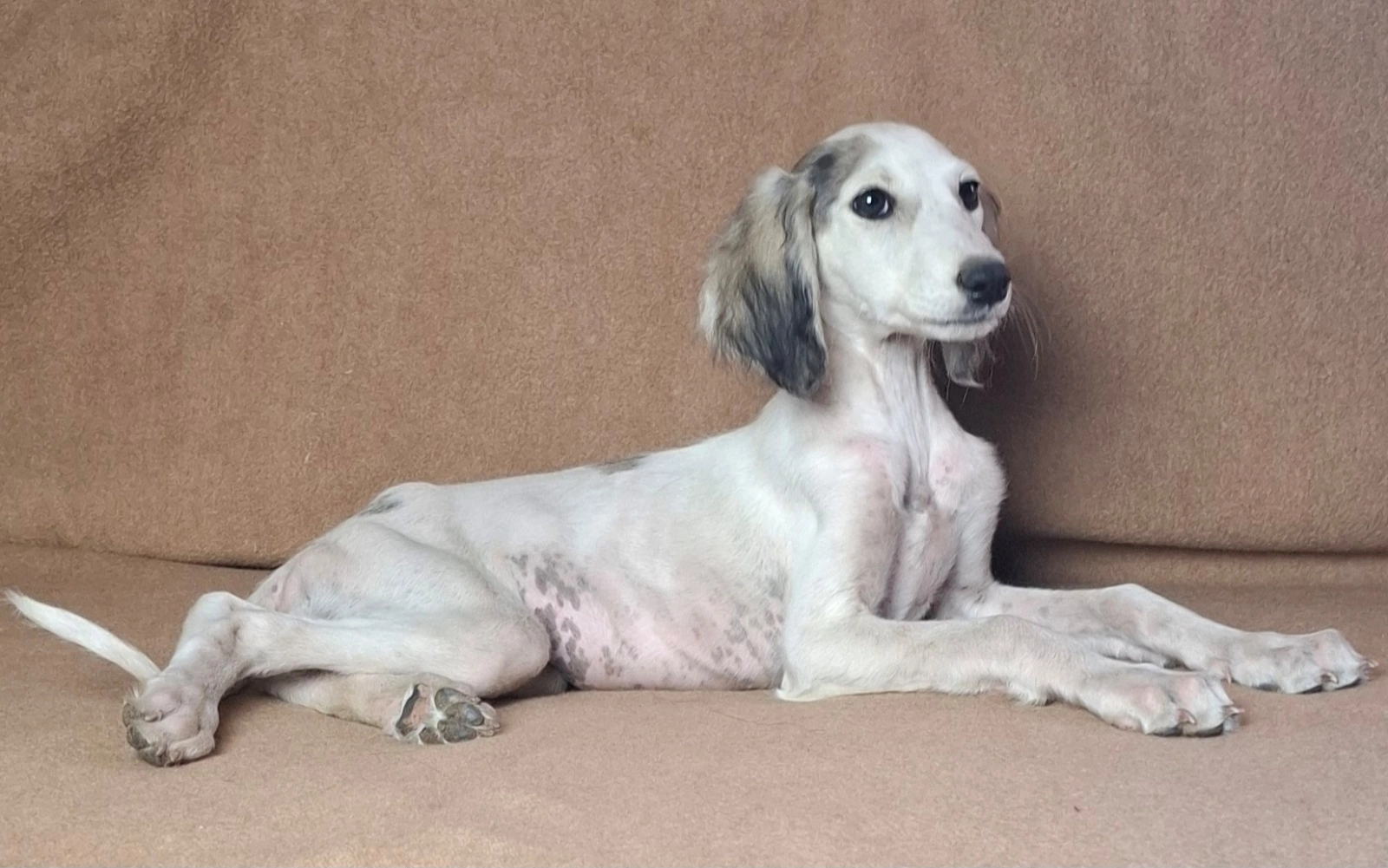 Puppy White Saluki Dog South Africa Saluki Greyhound Puppies