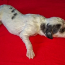 Bella, black particolor Saluki for sale