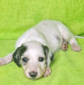 Saluki Welpe kaufen