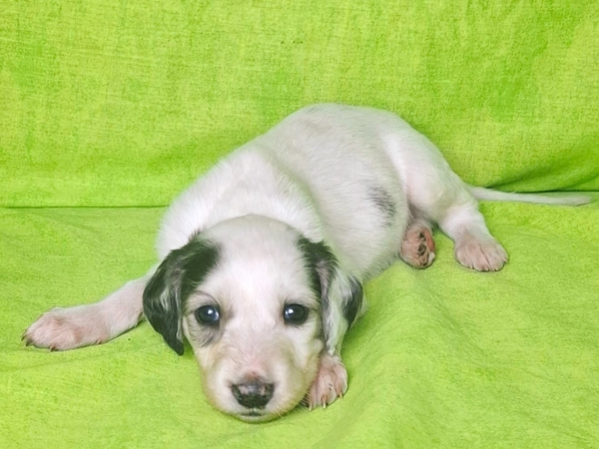 Perros Saluki en venta