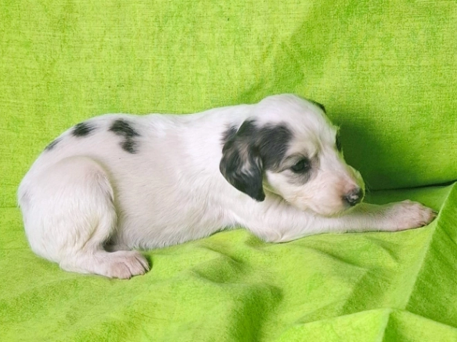 Perros Saluki en venta