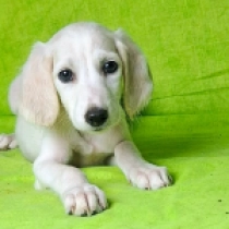 Oliver, cream Saluki for sale