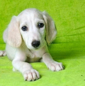 Perros Saluki en venta