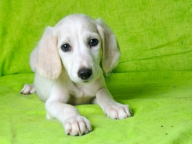Perros Saluki en venta