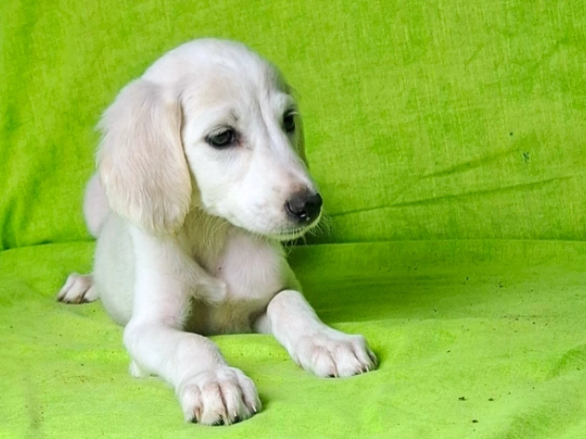Perros Saluki en venta