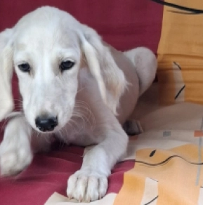 Saluki puppy for sale