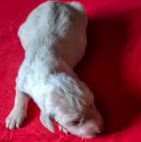 Saluki puppy for sale