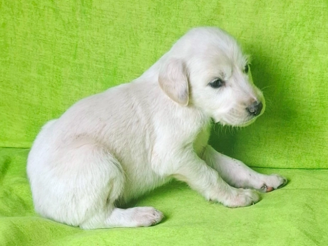 Perros Saluki en venta