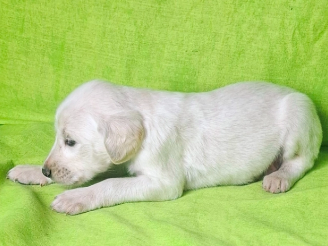 Perros Saluki en venta