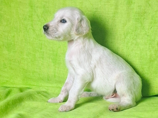 Perros Saluki en venta