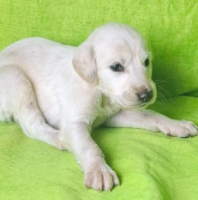 Perros Saluki en venta