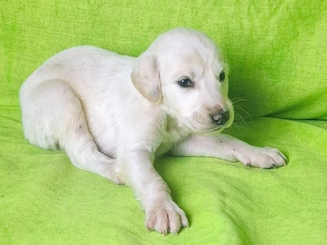 Perros Saluki en venta