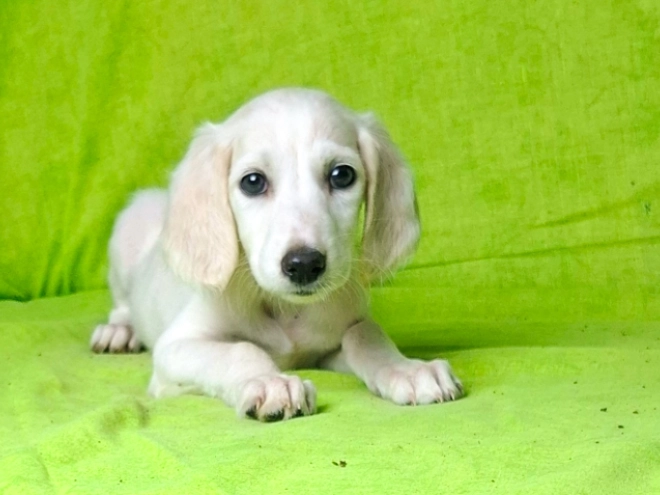 Perros Saluki en venta
