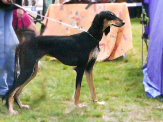 Perros Saluki en venta